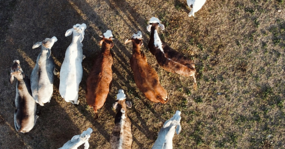types of cows