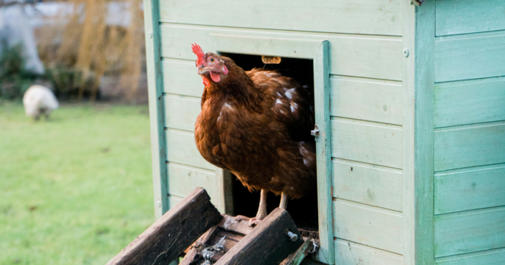 How Do Chicken Eggs Get Fertilized?