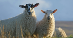 sheep breeds