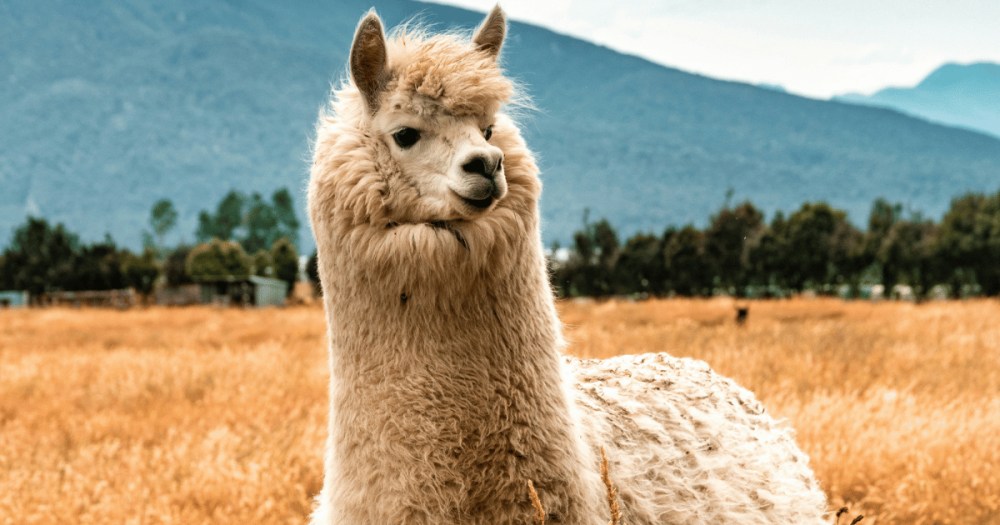 do alpacas spit