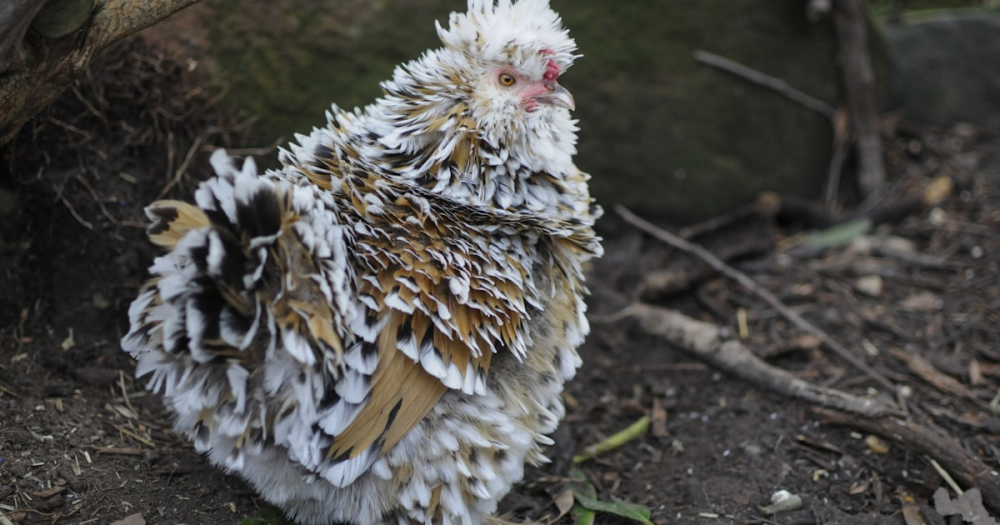 What Is a Broody Hen, and Should You Break Her?