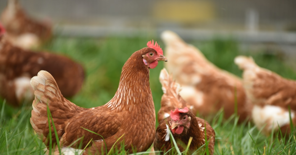 How Long Do Chickens Live?