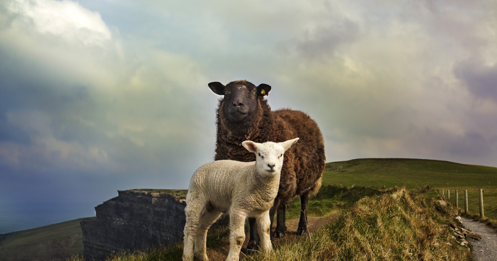 Lamb vs. Sheep: Where the Line Is, and Who Draws It