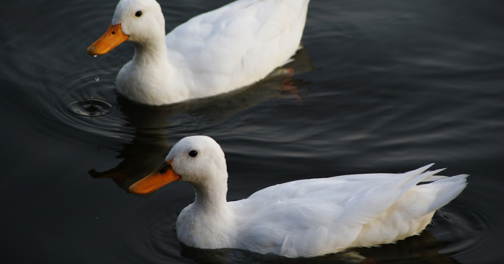 Pekin Duck: The Breed Behind Almost Every Duck America Eats