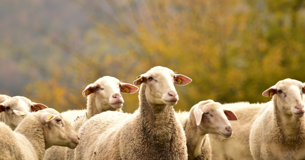Raising Sheep on a Small Farm: What Works and What It Costs