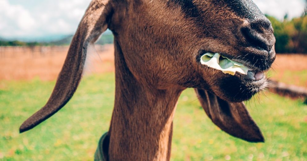 What Do Goats Eat? Browse, Hay, and What Actually Kills Them