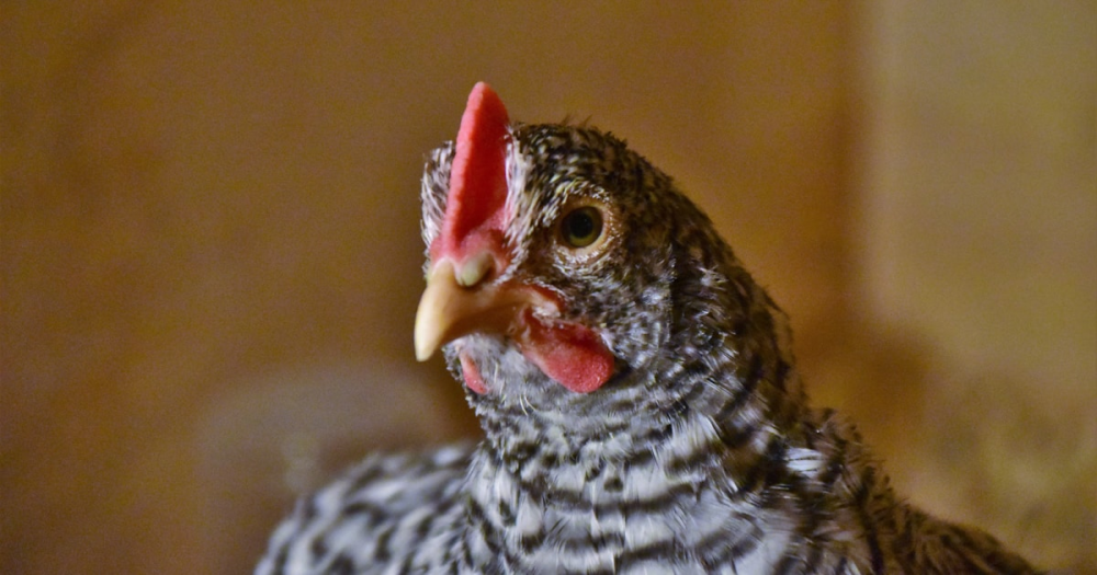 Barred Rock Chickens: The Dual-Purpose Hen Worth Keeping