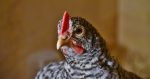 barred rock chicken