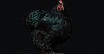 black australorp chicken