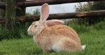 flemish giant rabbit