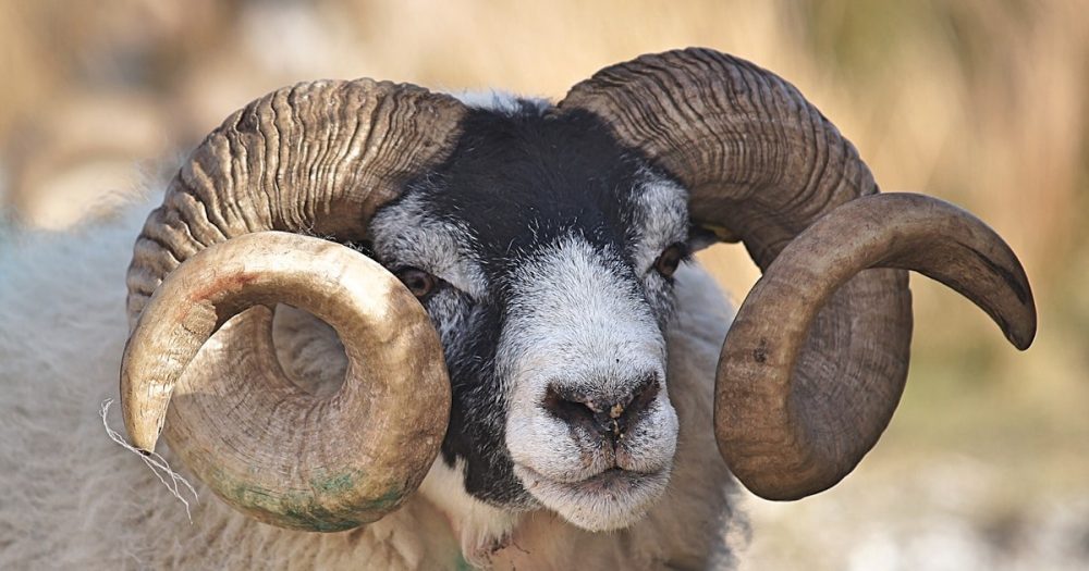 Is a Ram a Goat? How to Tell Sheep and Goats Apart